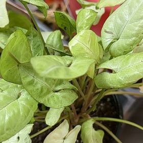 Photo of the plant species Syngonium 'Moonshine' by @MajorKentiapalm named Luna on Greg, the plant care app