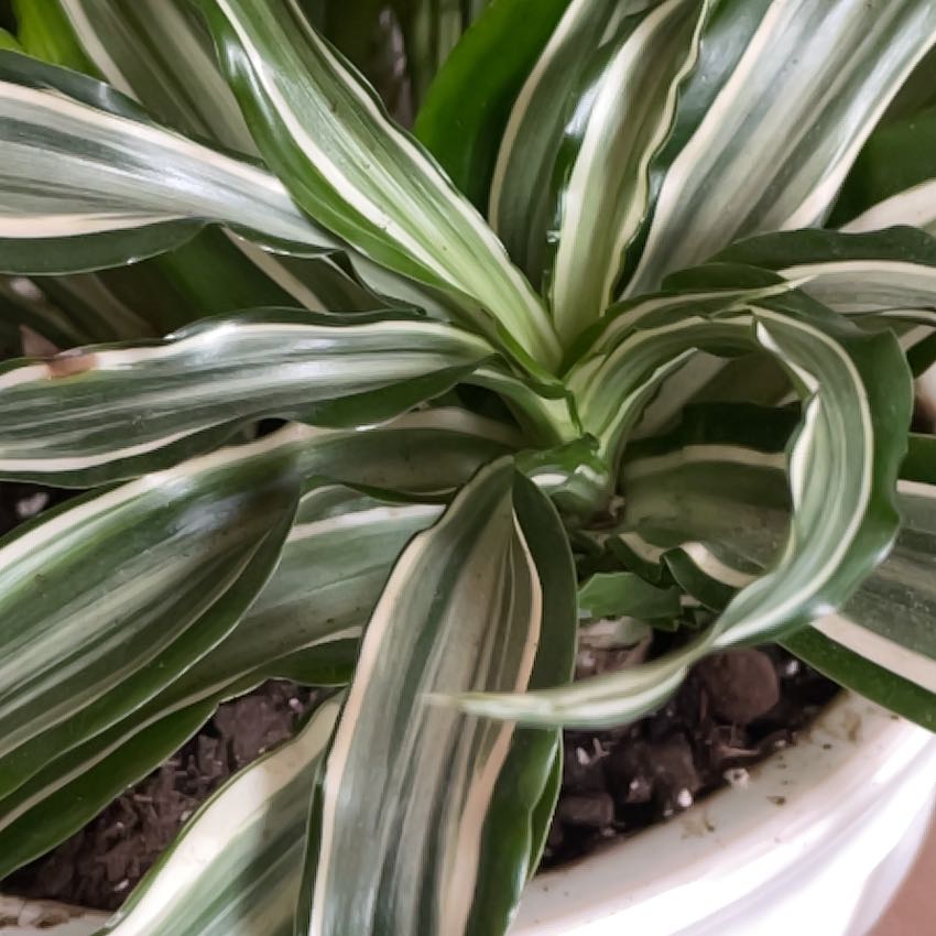 Close-up of a Twister plant with variegated white and green leaves in a pot.