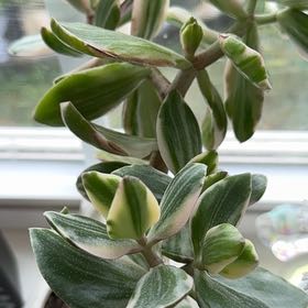 Photo of the plant species Pepperomia by @FavorableSedum named Robert Plant on Greg, the plant care app