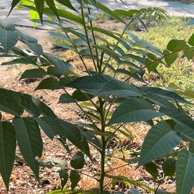 Photo of the plant species Varnish Tree by @PetCoffeebush named Hemingway on Greg, the plant care app