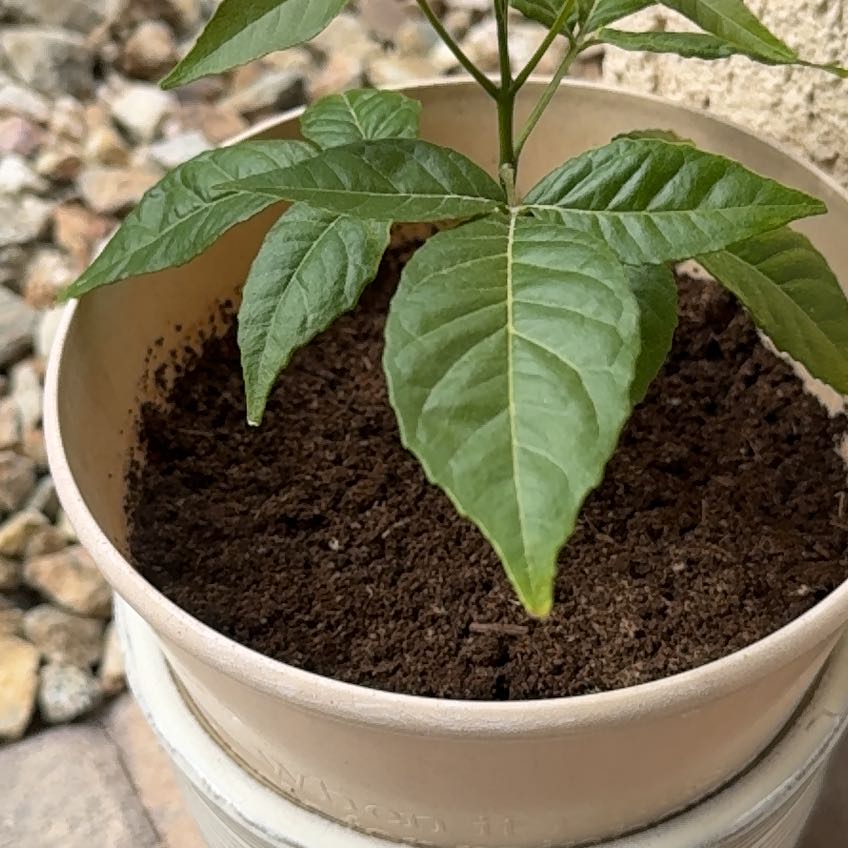 Photo of the plant species Casimiroa by @ZippyNeontetra named Mando on Greg, the plant care app