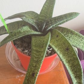 Photo of the plant species Knoppies Gasteria by @PivotalChinotto named Fernie Saunders on Greg, the plant care app