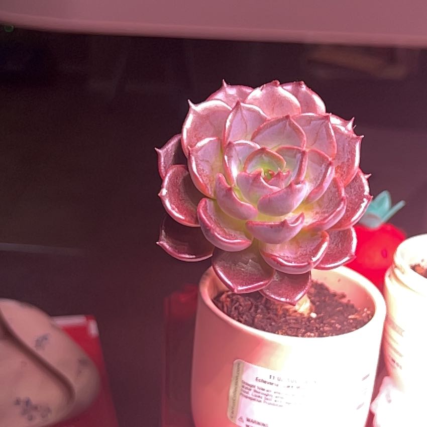 Photo of the plant species Dark Moon by @HappyTurkshead named Scarlet on Greg, the plant care app