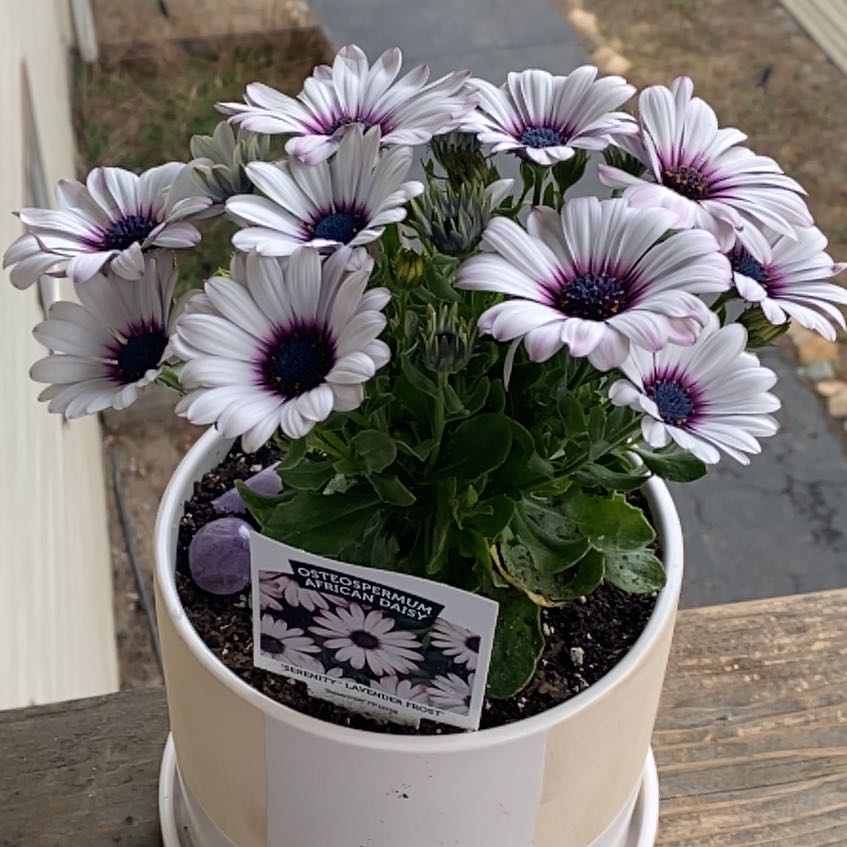 Photo of the plant species African Daisy by @SturdyBokchoi named Beyonce on Greg, the plant care app