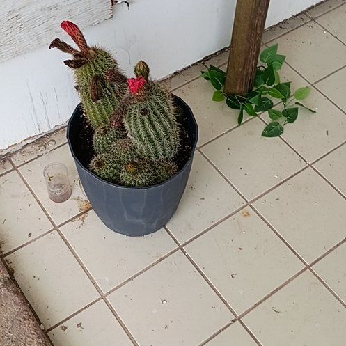 Photo of the plant species Assorted Trichocereus by @YardWhiterata named Orlando Bloom on Greg, the plant care app