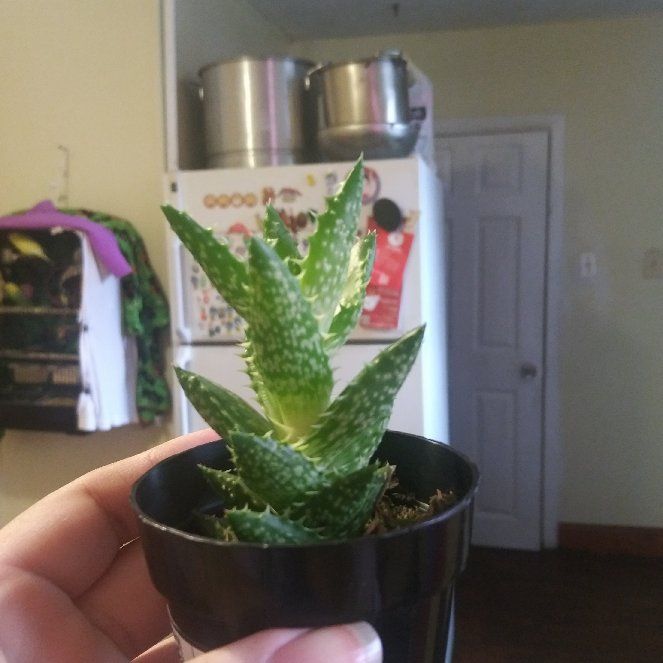 Photo of the plant species Narrow-leafed Tiger Tooth Aloe by @HipWoodsorrel named Hubert on Greg, the plant care app