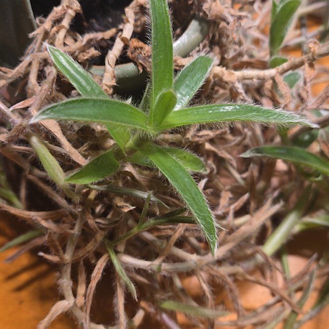 Photo of the plant species Perennial Savory by @PoetBirdcherry named Morgan Treeman on Greg, the plant care app