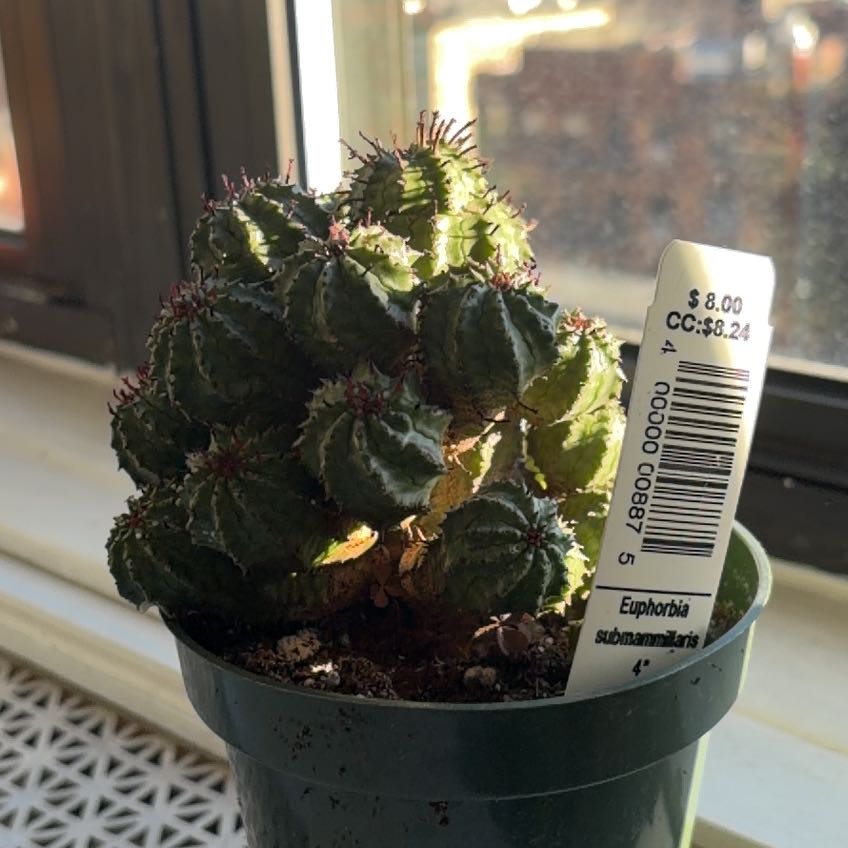 Photo of the plant species Euphorbia submammillaris by @DestinedFanmoss named Mochi on Greg, the plant care app
