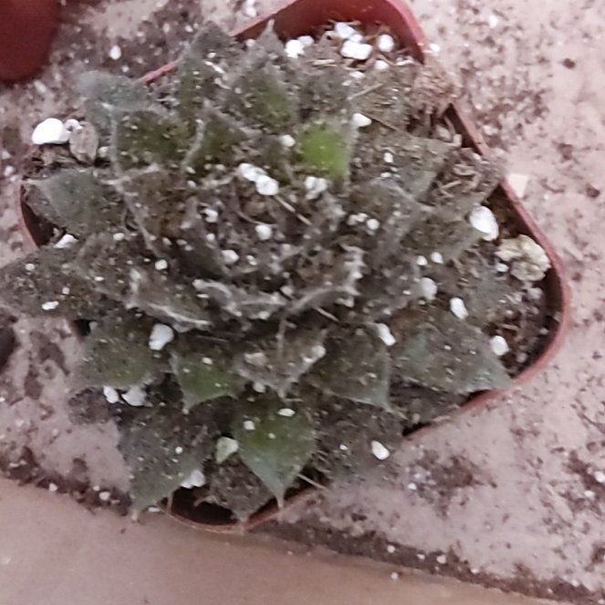 Photo of the plant species Echeveria chinensis by @BeefyJuneplum named Forrest on Greg, the plant care app