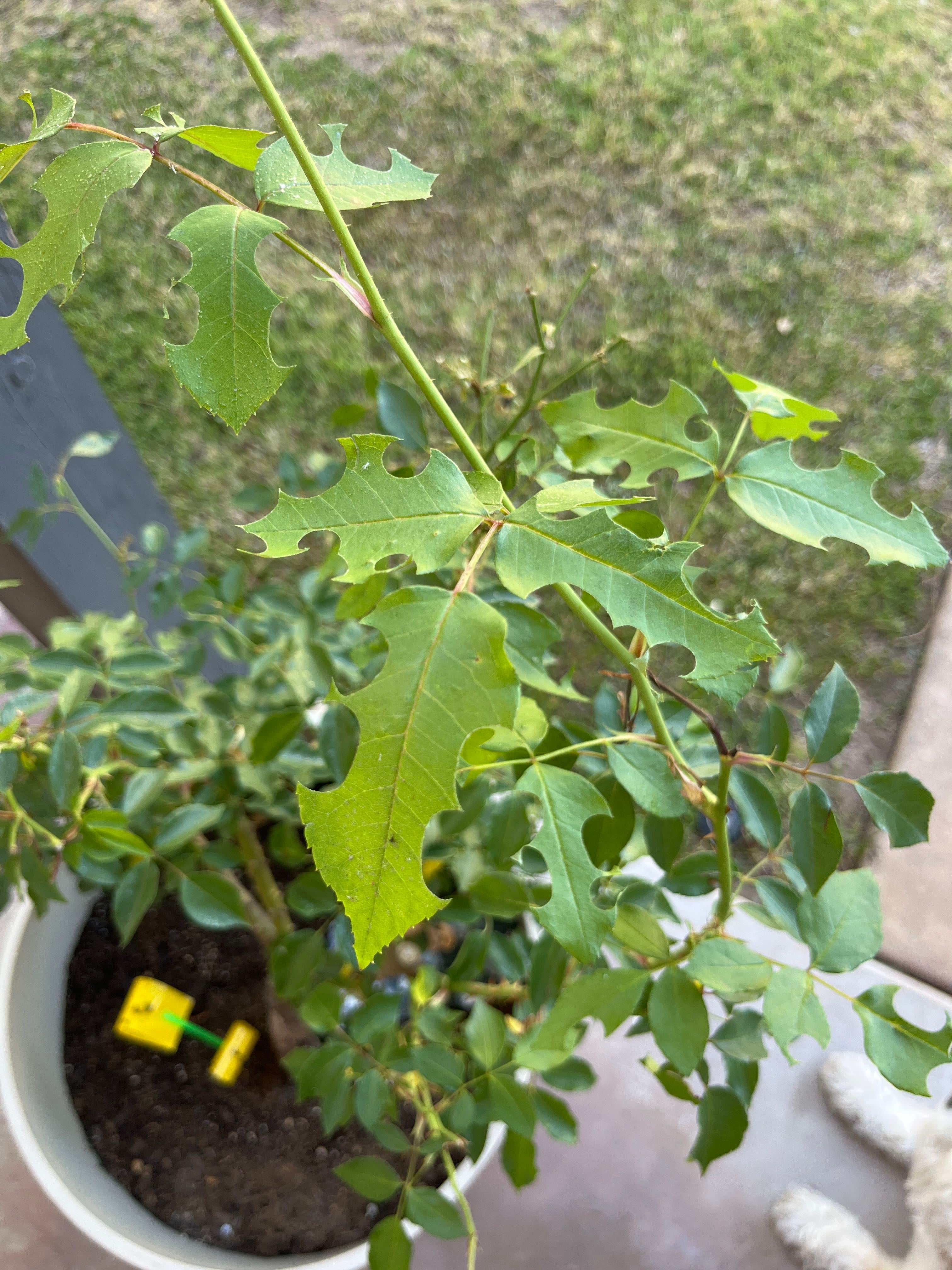 🌹 Managing Black Spots on Your White Iceberg Shrub Rose Leaves