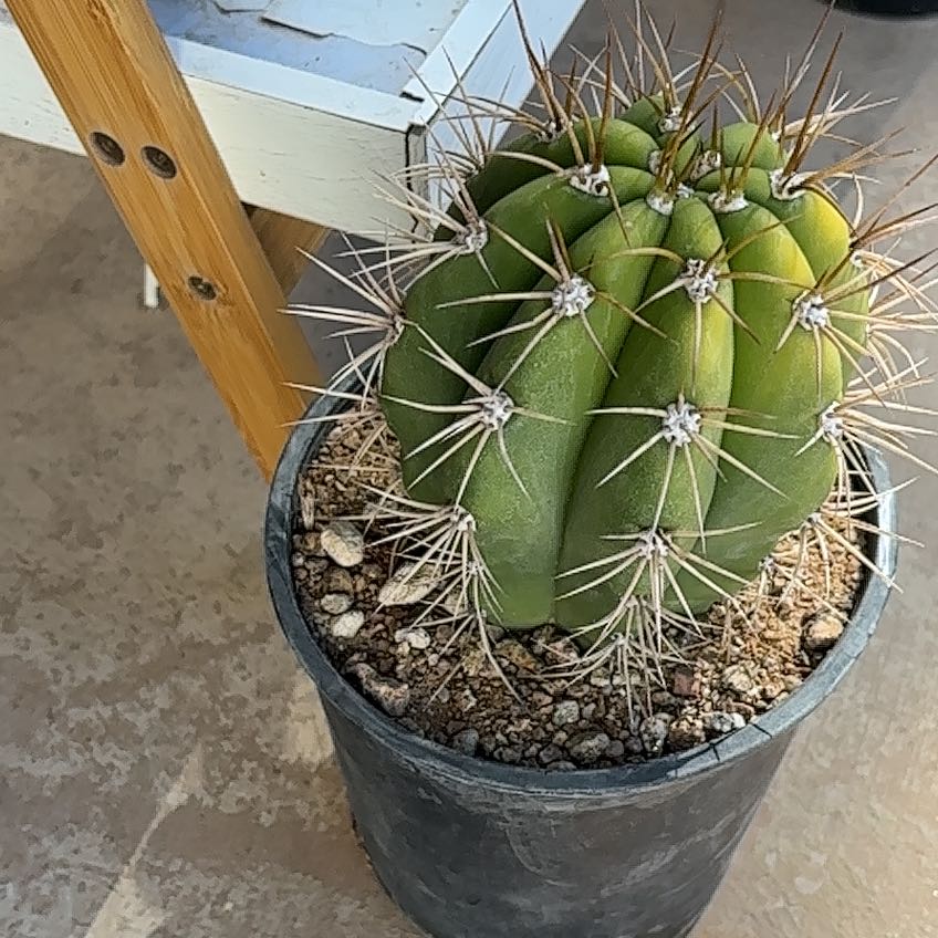 Photo of the plant species Trichocereus terscheckii by @aijalily named Rosa on Greg, the plant care app