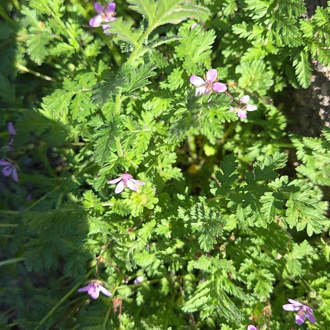 Photo of the plant species Common Stork's Bill by @CopiousFirebush named Beckham on Greg, the plant care app