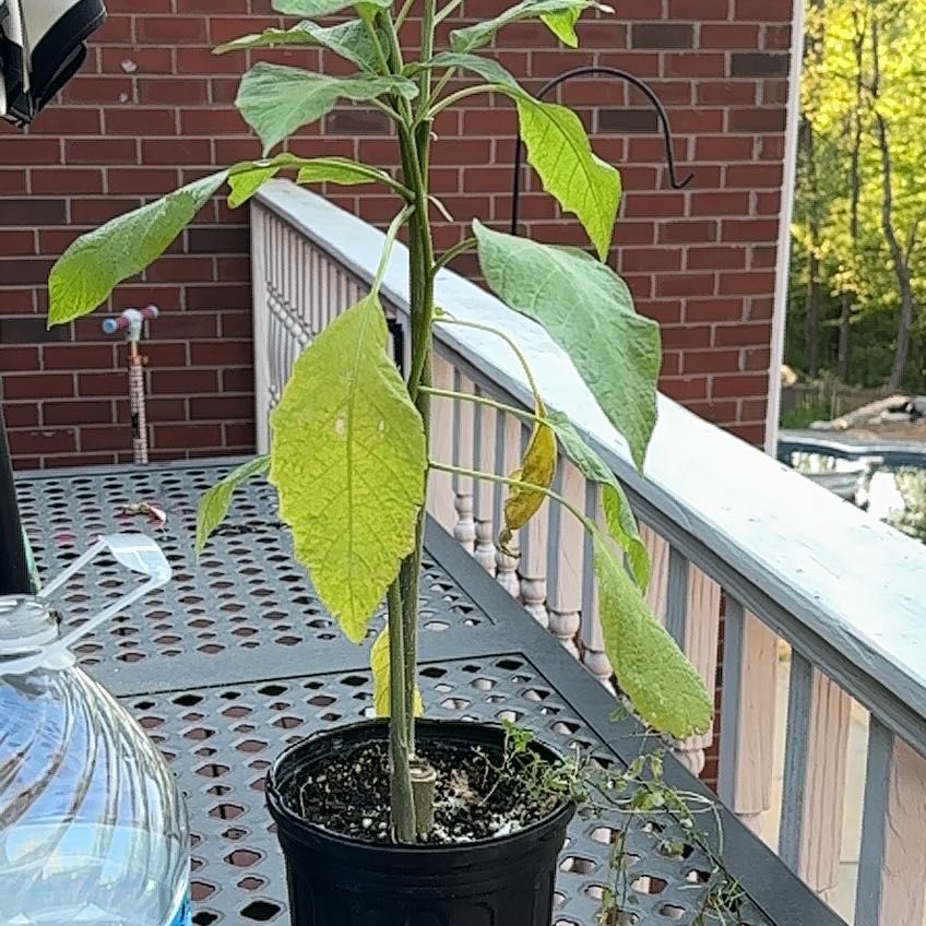 Photo of the plant species Angel's Trumpet by @UprightSnowdrop named da Vinci on Greg, the plant care app