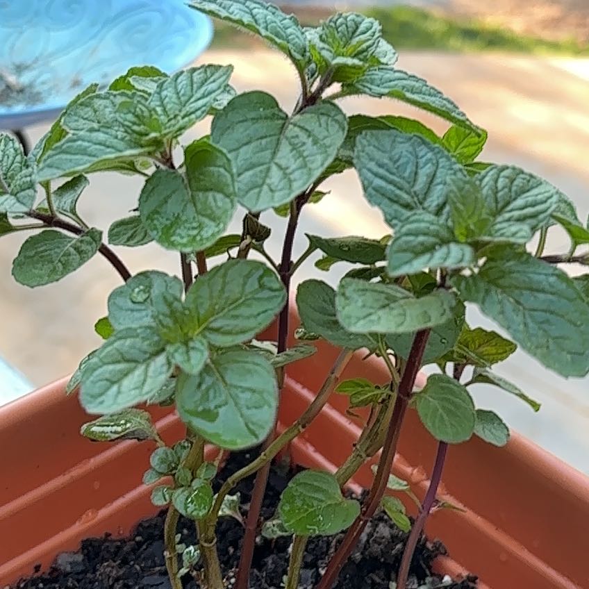 Photo of the plant species Berries and Cream Mint by @UprightSnowdrop named Gates on Greg, the plant care app