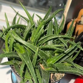 Photo of the plant species Aloe 'Firebird' by @LiberatedZinnia named Tupot amaroot on Greg, the plant care app