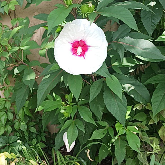Photo of the plant species Hibiscus Moscheutos by @ChildlikeAlula named James Dean on Greg, the plant care app