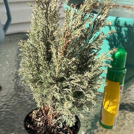 Photo of the plant species Lawson Cypress by @SweetDuwei named Harper on Greg, the plant care app
