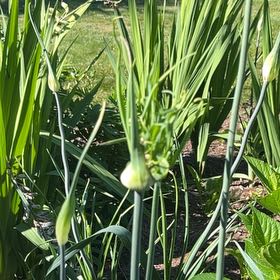 Photo of the plant species Allium Canadense by @ElatedMungbeans named Elle on Greg, the plant care app