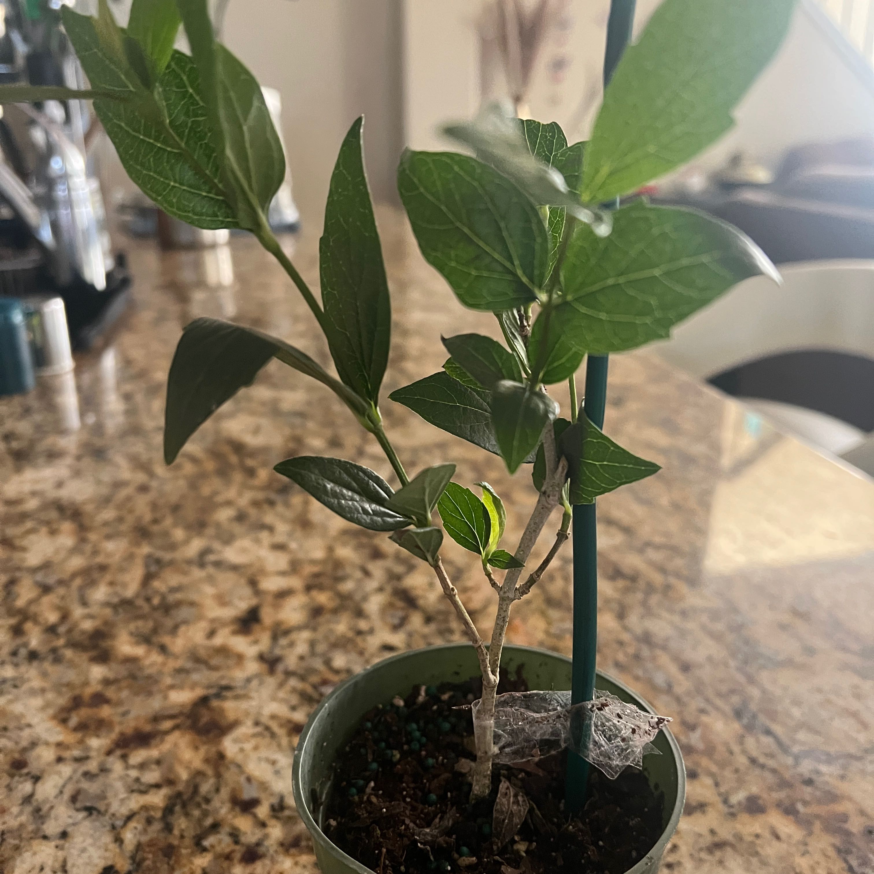 Photo of the plant species parijat plant by @VaultingAlfalfa named parijat plant on Greg, the plant care app