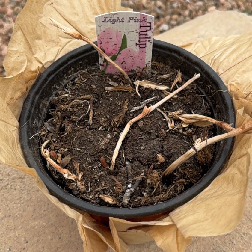 Photo of the plant species Pink tulip by @StupendousGrass named Lola on Greg, the plant care app