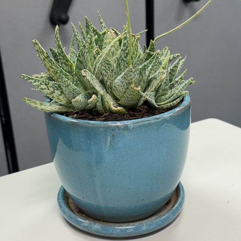 Photo of the plant species Aloe 'Doran Black' by @StupendousGrass named Mando on Greg, the plant care app