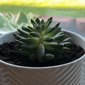 Photo of the plant species Jeweled Crown by @FunnyPinkruby named LiloStitch on Greg, the plant care app