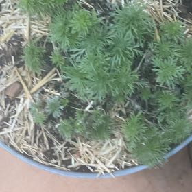 Photo of the plant species Field Wormwood by @RootedSeadragon named Baesil on Greg, the plant care app