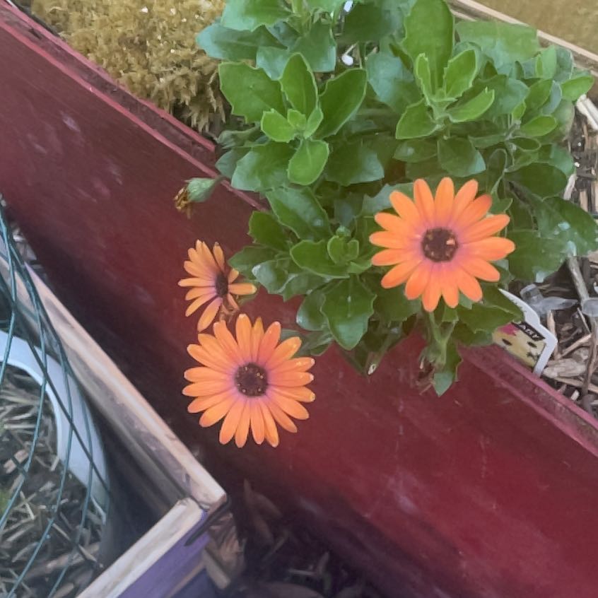 Photo of the plant species African Daisy by @RootedSeadragon named Elle on Greg, the plant care app