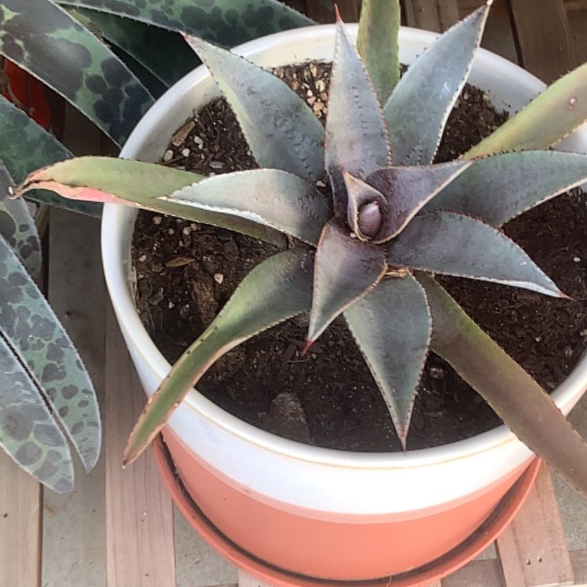 Photo of the plant species Mangave Purple People Eater by @CuriousAmethius named Khaleesi on Greg, the plant care app