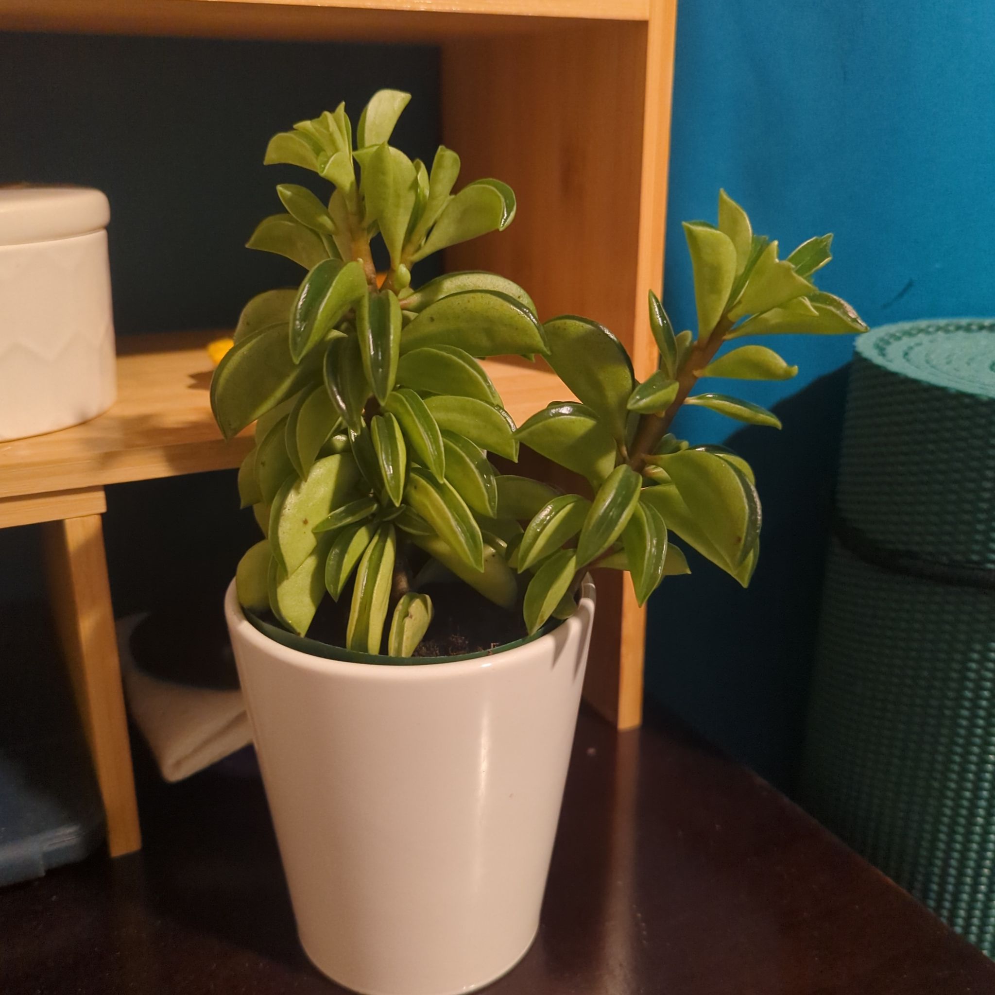 Photo of the plant species Peperomia 'Fire Sparks' by @BrawnyFallugia named Pepe on Greg, the plant care app