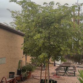 Photo of the plant species Camphor by @HomelyCoralaloe named Shakira on Greg, the plant care app