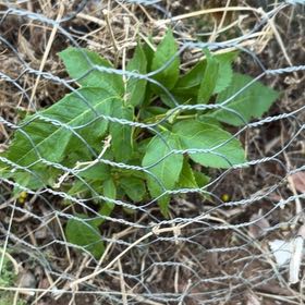 Photo of the plant species Buffalo Gourd by @HomelyCoralaloe named Lola on Greg, the plant care app