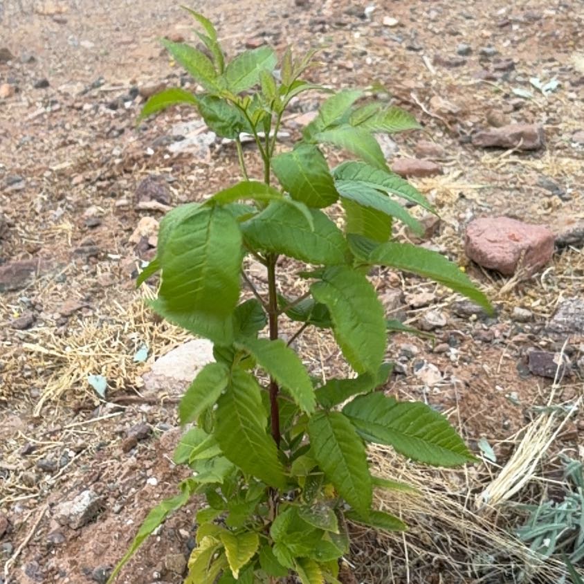 Photo of the plant species Yellow Bells by @HomelyCoralaloe named Terra on Greg, the plant care app