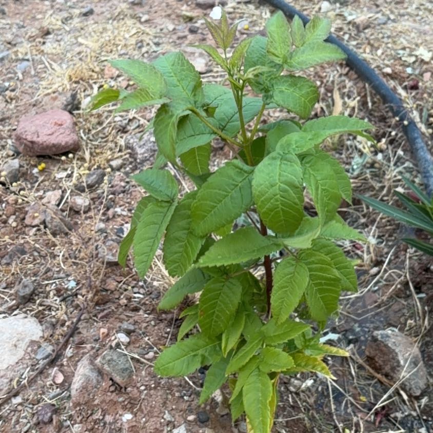 Photo of the plant species Tropical Ash by @HomelyCoralaloe named Sanders on Greg, the plant care app