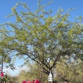 Photo of the plant species Western Honey Mesquite by @HomelyCoralaloe named Darwin on Greg, the plant care app