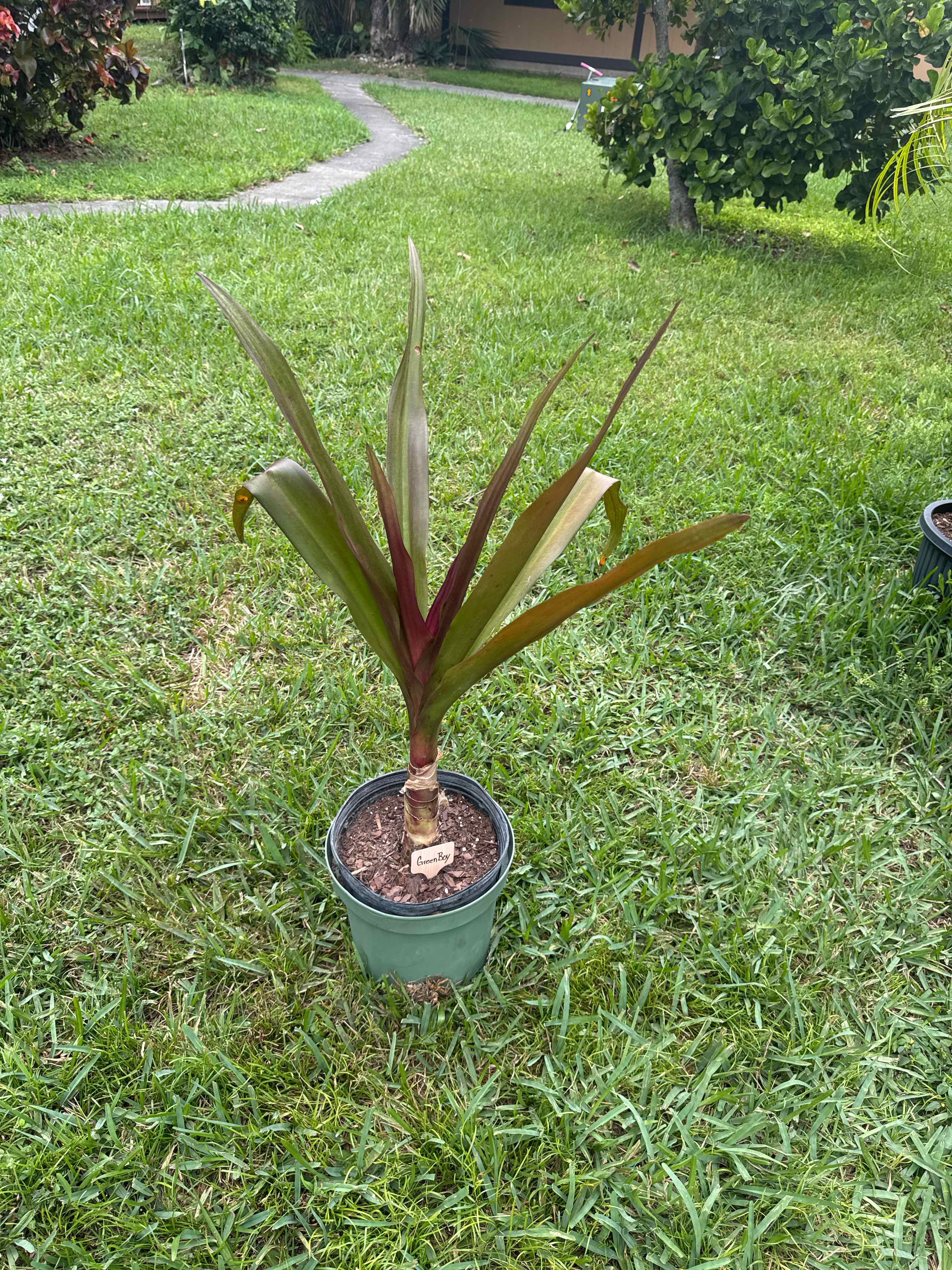 Photo of the plant species Queen Emma Lily by @EagerRosequartz named GreenBoy on Greg, the plant care app