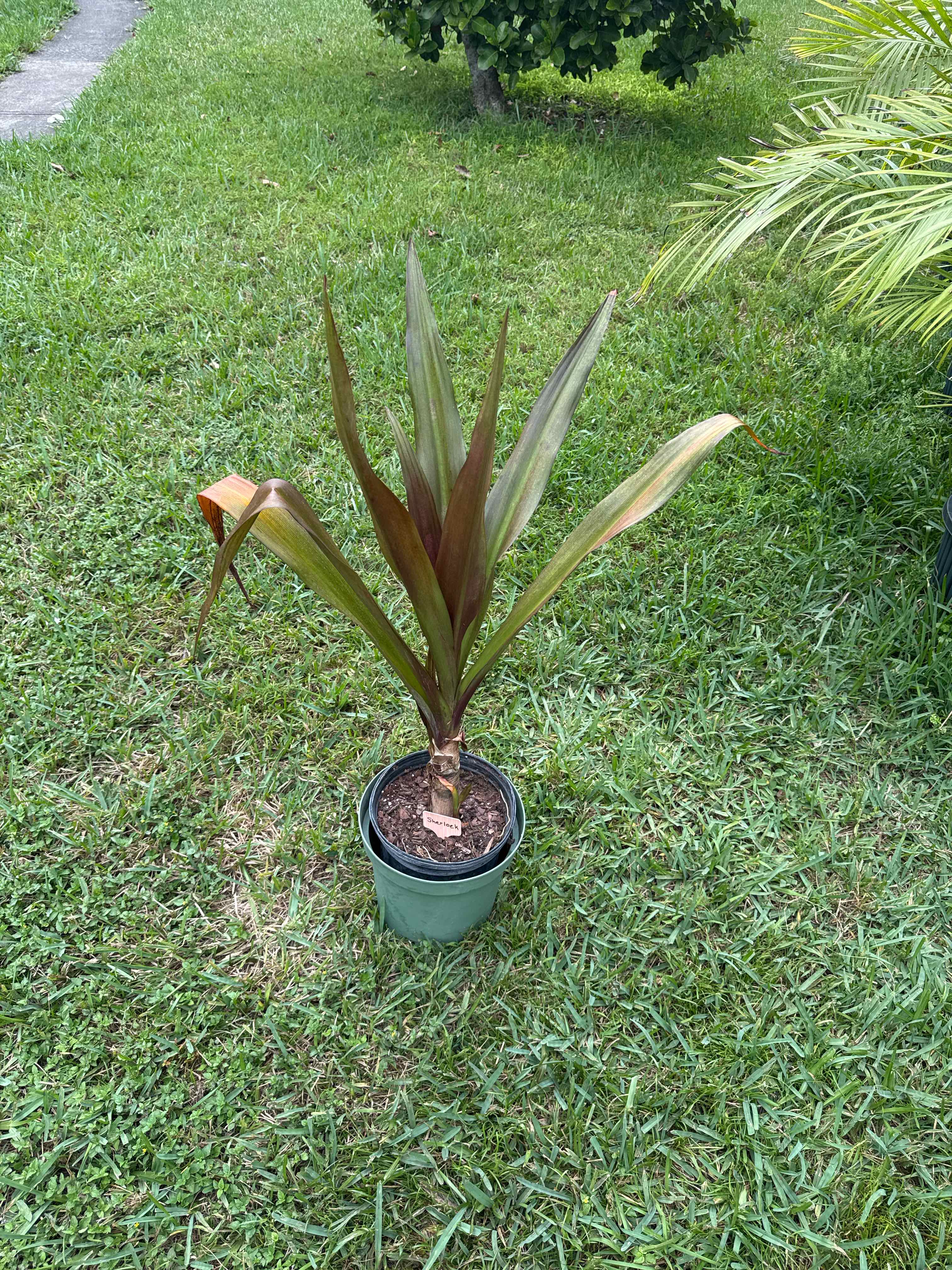 Photo of the plant species Queen Emma Lily by @EagerRosequartz named Sherlock on Greg, the plant care app