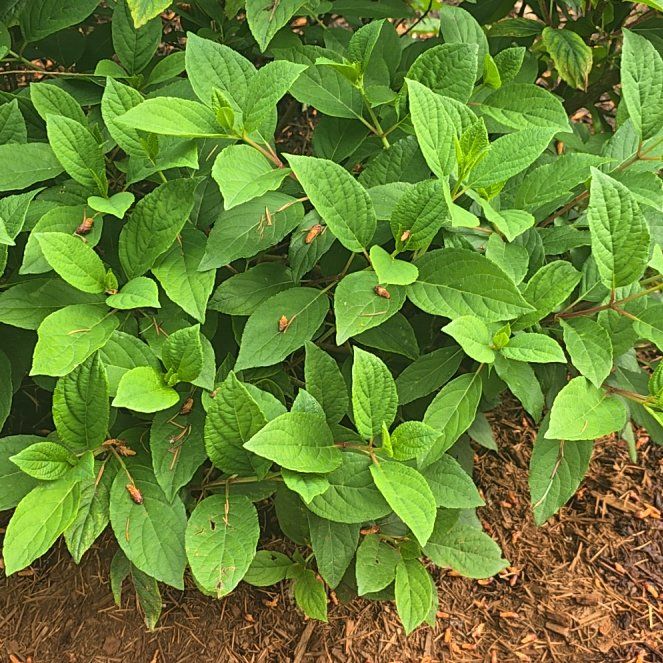 Photo of the plant species Carolina Allspice by @AliveEdgarsrush named Fernie Saunders on Greg, the plant care app