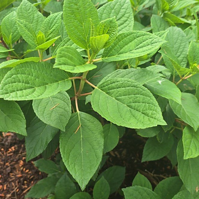 Photo of the plant species Panicle Hydrangea by @AliveEdgarsrush named Kendall on Greg, the plant care app