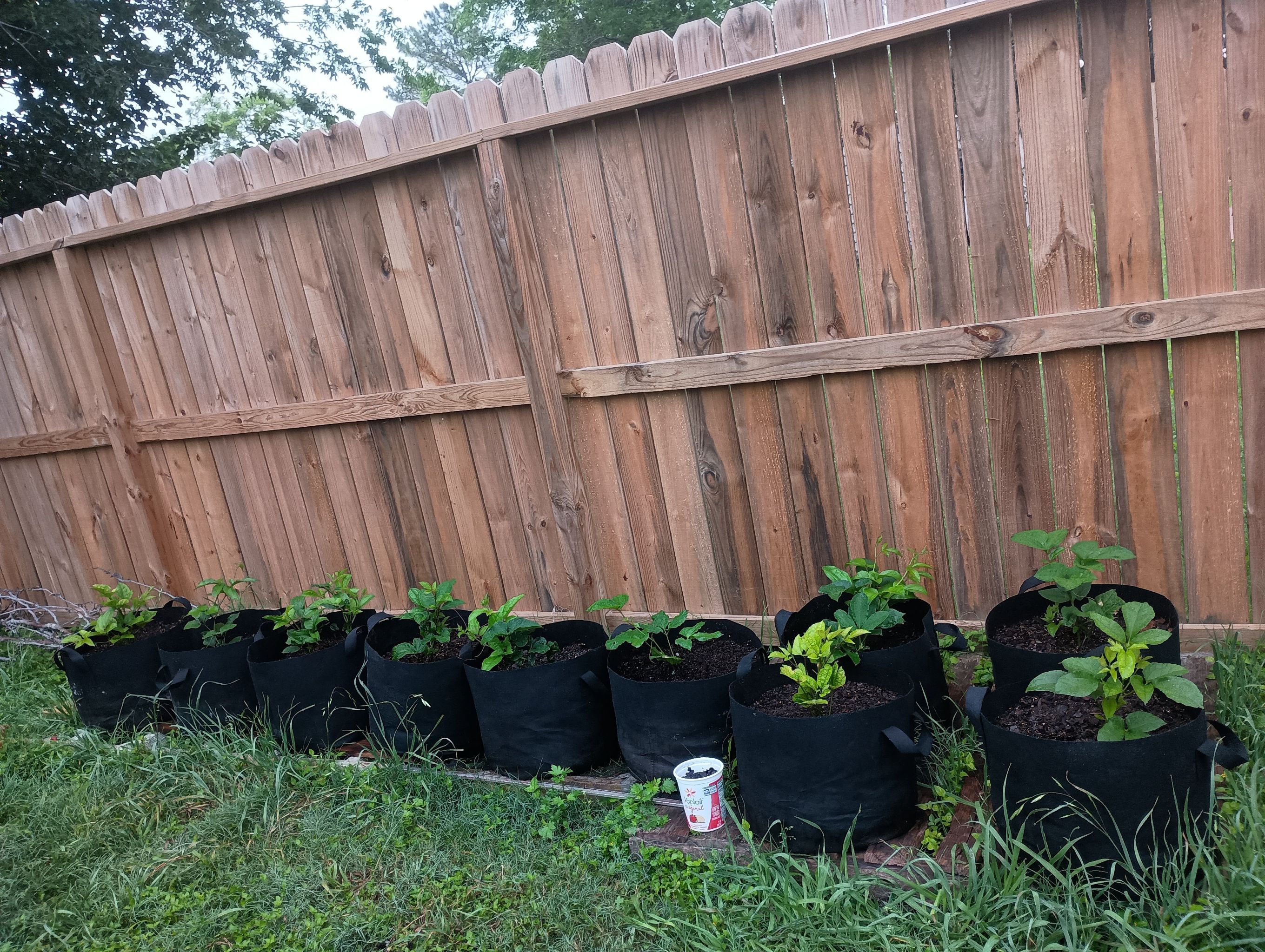 Photo of the plant species Fluted Pumpkin by @MentorWolfsbane named African fluted pumpkin on Greg, the plant care app