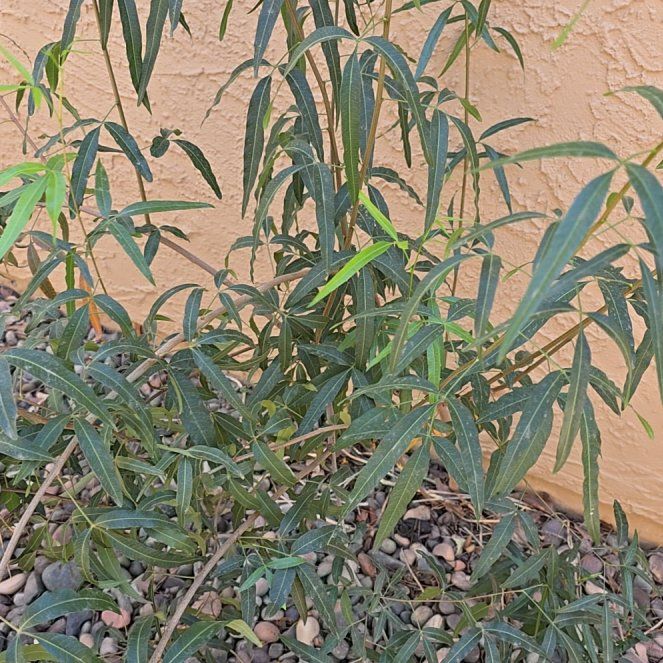 Photo of the plant species African Sumac by @RealisticChives named Maya on Greg, the plant care app