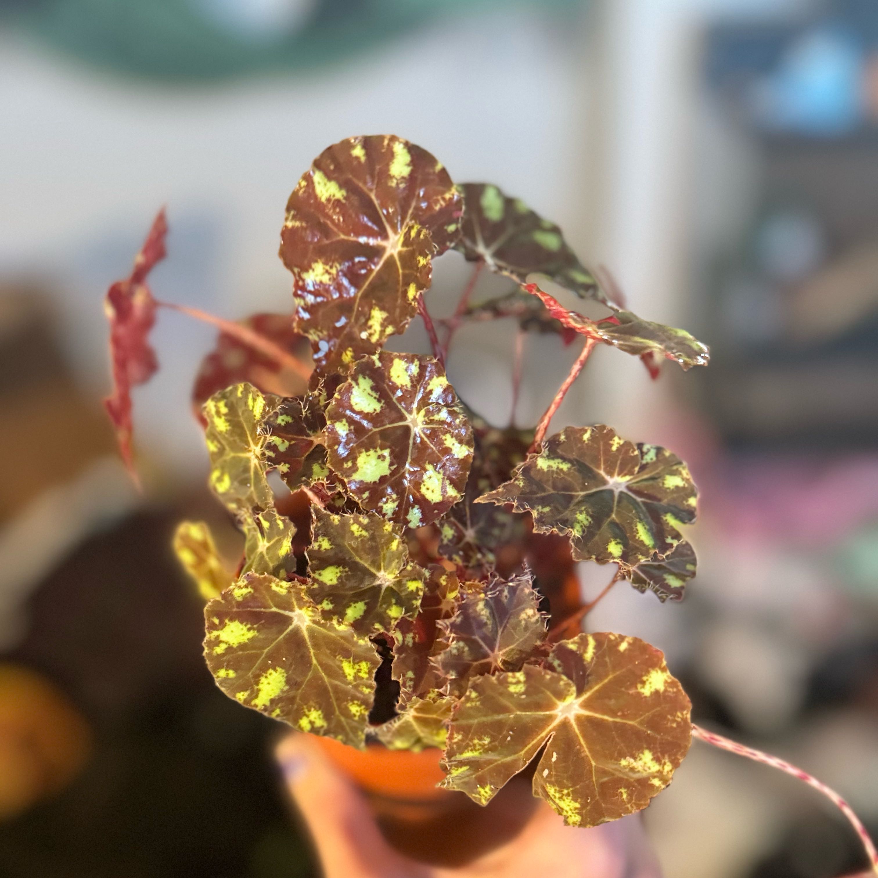 Photo of the plant species Begonia Kit Kat by @PhiloPhaery named Harry on Greg, the plant care app