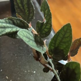 Photo of the plant species Lucky ZZ Plant by @CuteCowparsnip named Gaga on Greg, the plant care app