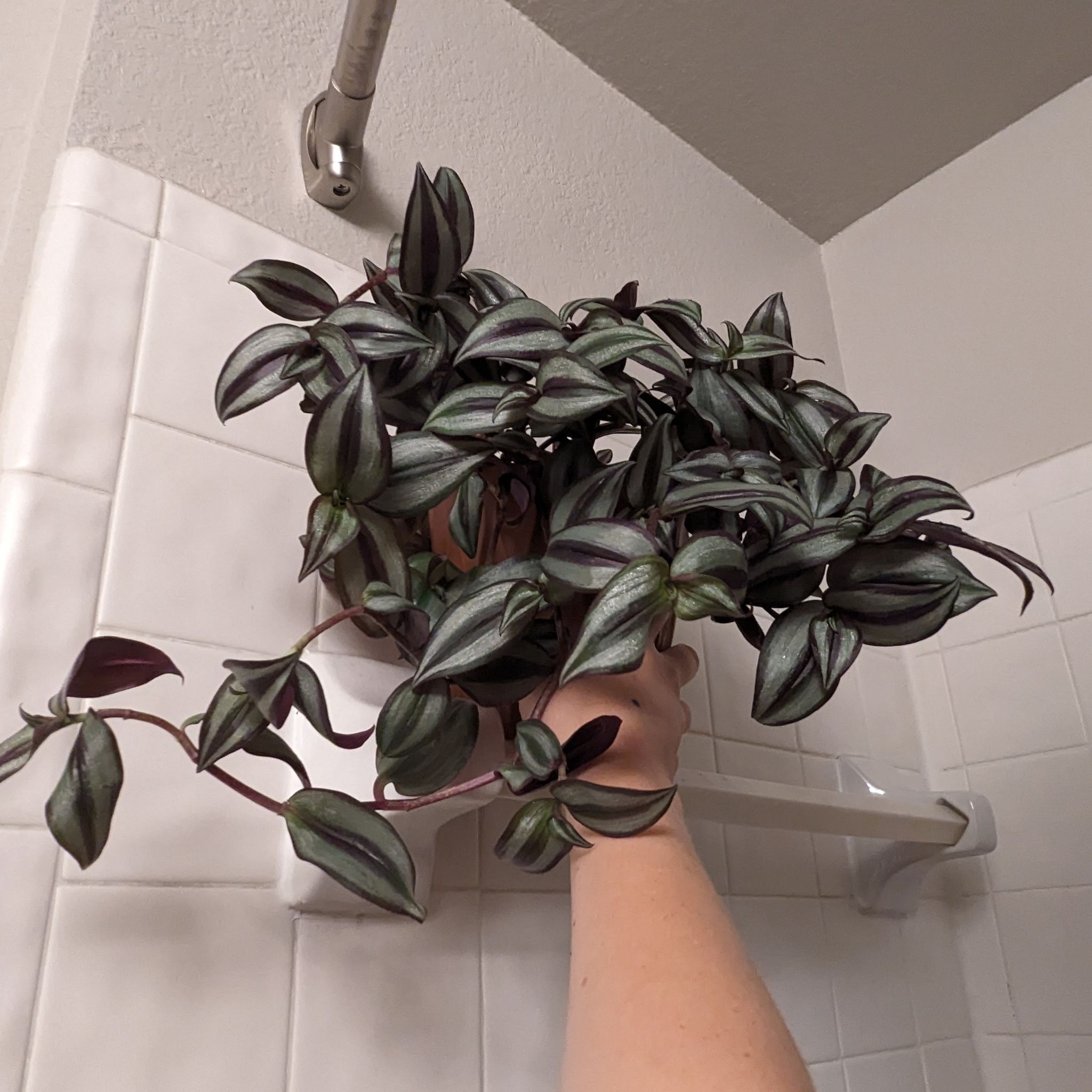 Photo of the plant species Inch Plant by @SmashingAgboy named Echo on Greg, the plant care app