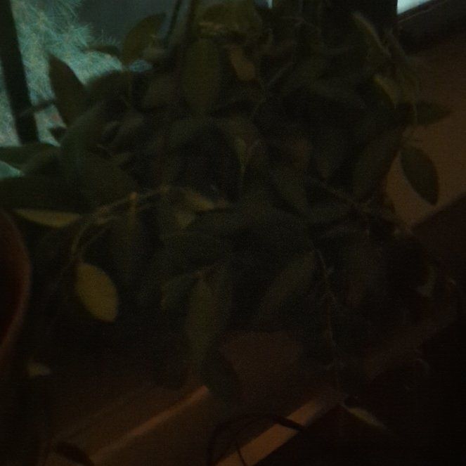 Photo of the plant species Hoya sp. aff. burtoniae by @SmashingAgboy named Senko Hanabi on Greg, the plant care app