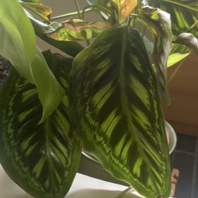 Photo of the plant species Calathea 'Flamestar' by @JesterDodder named Apollo on Greg, the plant care app