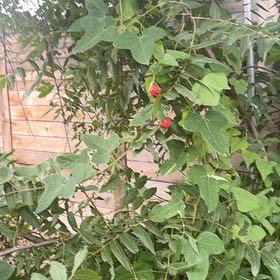 Photo of the plant species Fringed Passionflower by @GladTexascroton named Austen on Greg, the plant care app