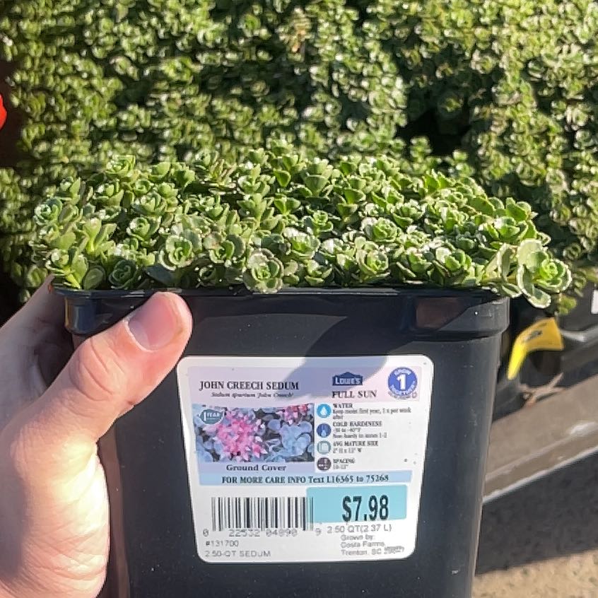 Photo of the plant species Sedum spurium 'John Creech' by @LucidTexasplume named Harmony on Greg, the plant care app