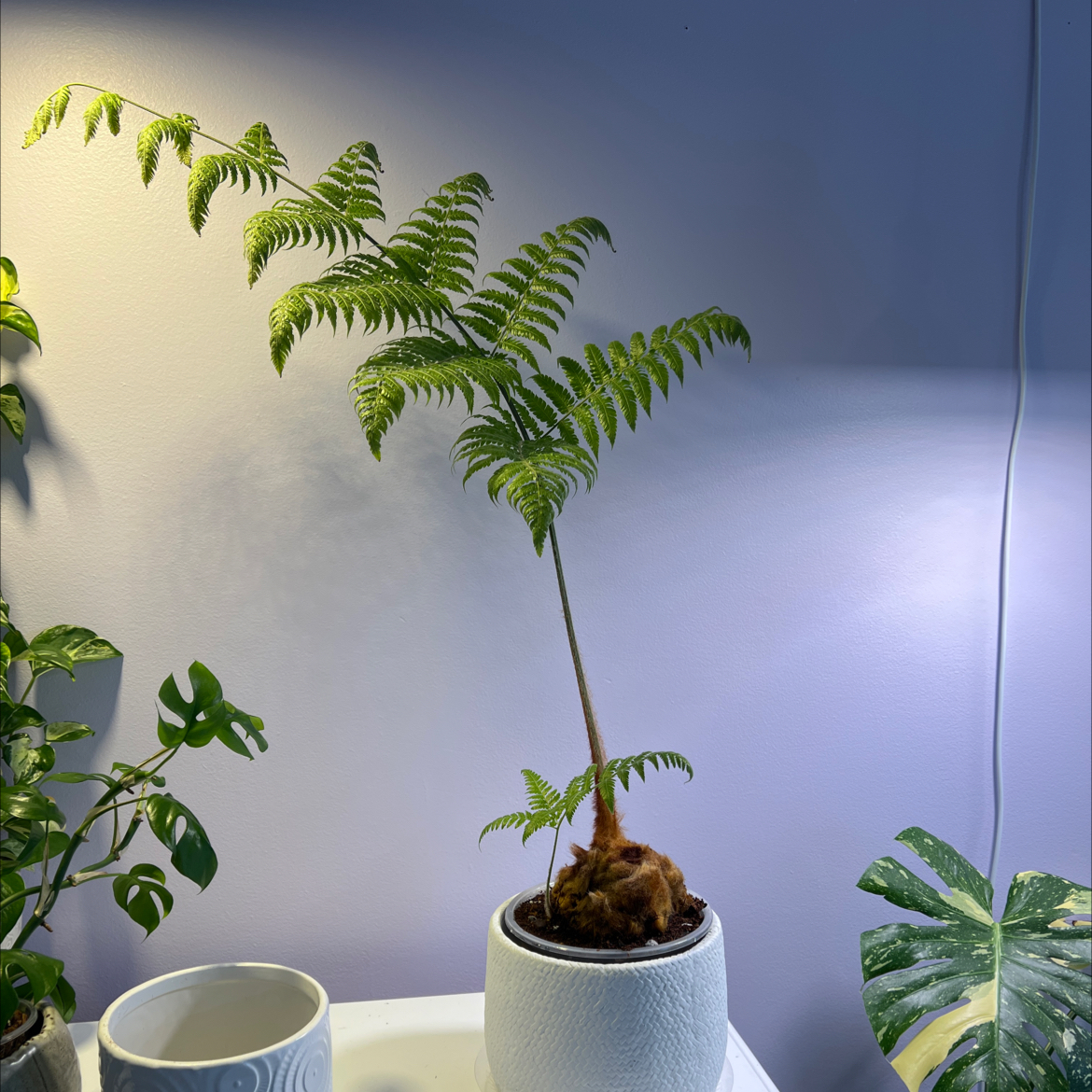 Photo of the plant species Scythian-Lamb by @IdolBamboopalm named Cluck on Greg, the plant care app