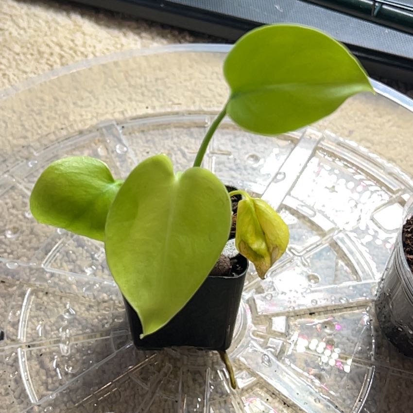 モンステラ・ポトス Monstera Deliciosa Lemon Lime Monstera Deliciosa Lemon Lime Monstera Lemon Lime